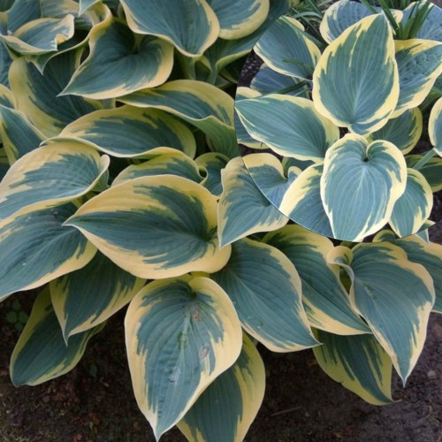 Hosta 'Valley's Glacier' - Hosta 'Valley's Glacier' P9/0,55L